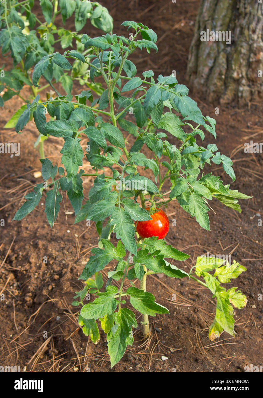 Red tomato plant vertical view on red dirt Stock Photo