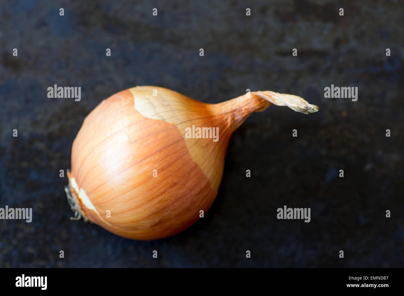 Fresh onion bulb in hi-res stock photography and images - Alamy