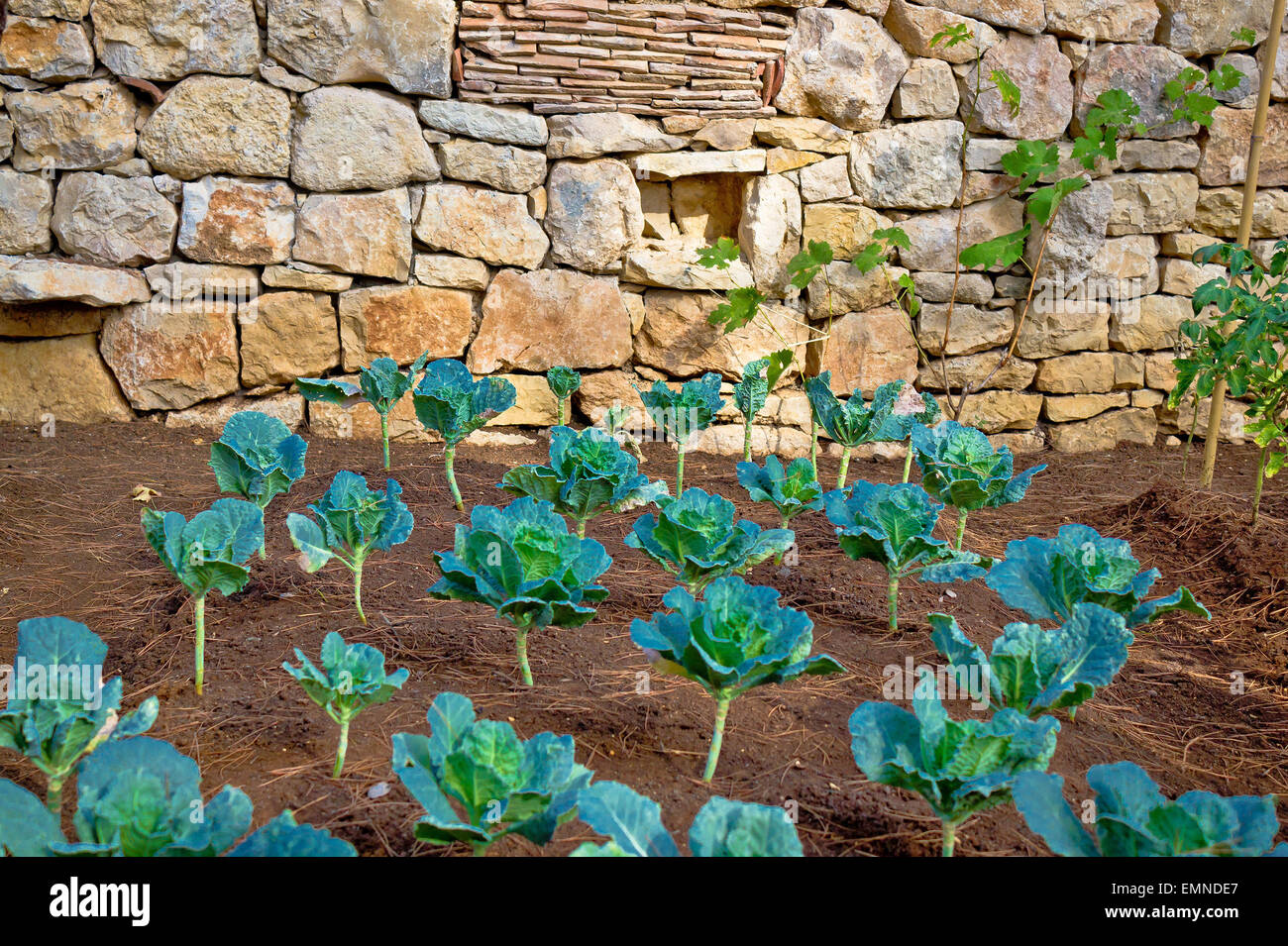 Green cabbage vegetable in garden, crop view Stock Photo
