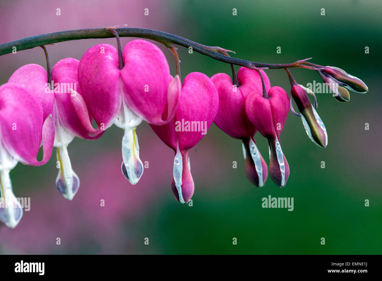 Dicentra spectabilis Lamprocapnos spectabilis Bleeding Heart Stock Photo Alamy