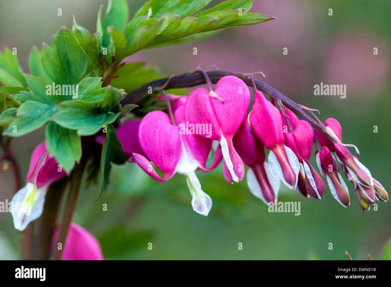 Dicentra spectabilis Lamprocapnos spectabilis Bleeding Heart Stock Photo Alamy