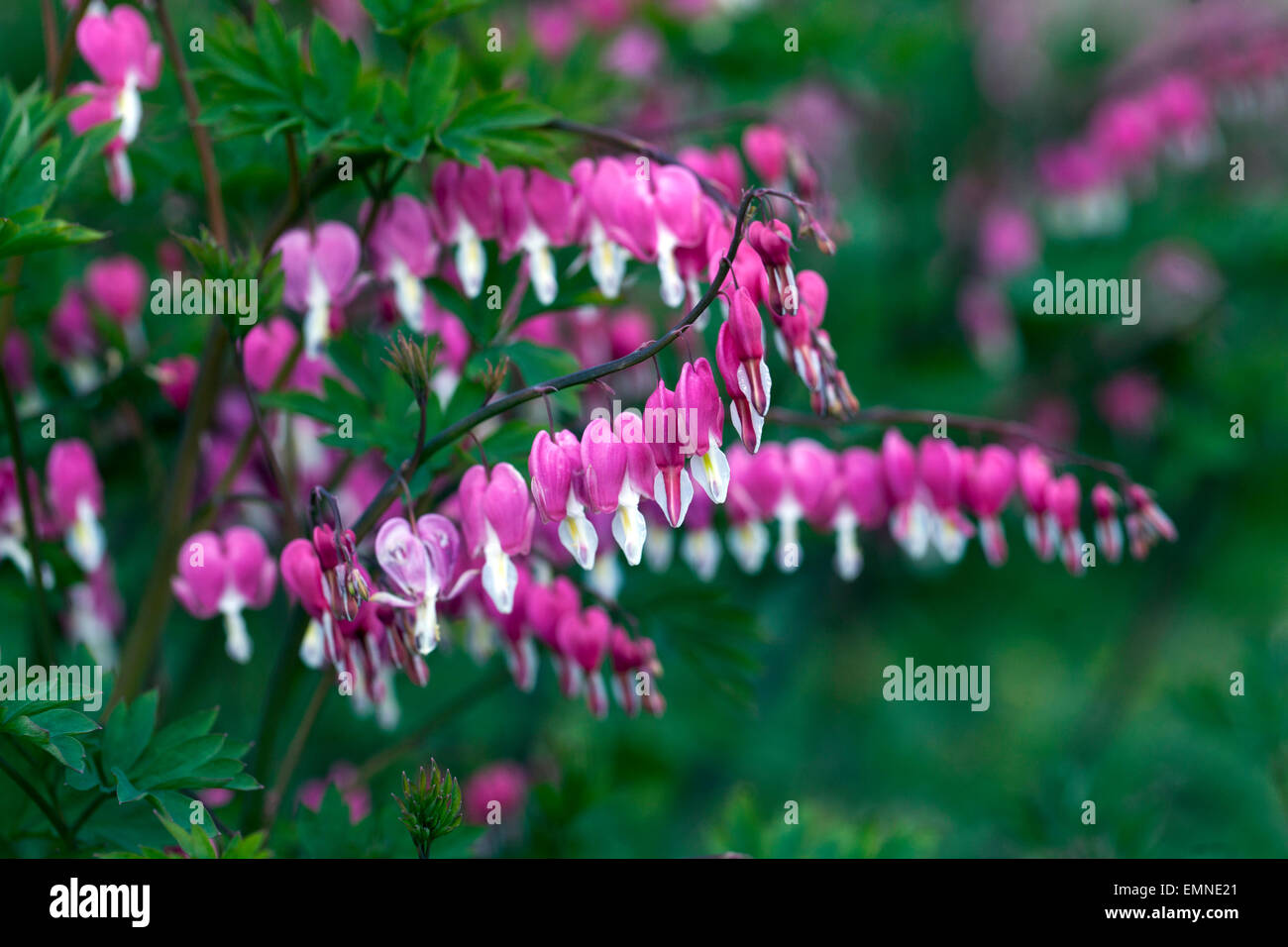 Dicentra spectabilis Lamprocapnos spectabilis Bleeding Hearts Stock Photo Alamy