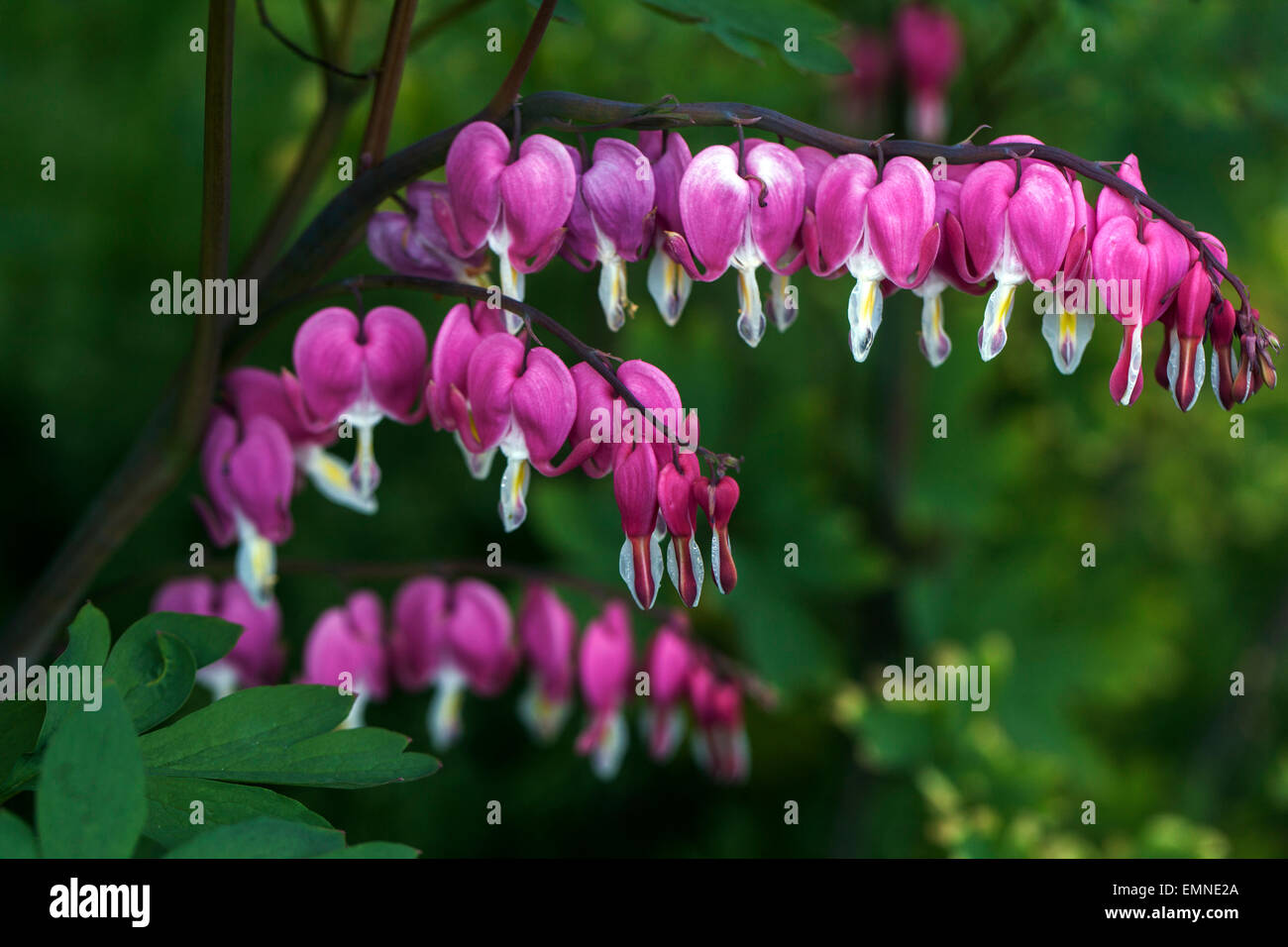 Dicentra spectabilis Lamprocapnos spectabilis Bleeding Hearts Stock