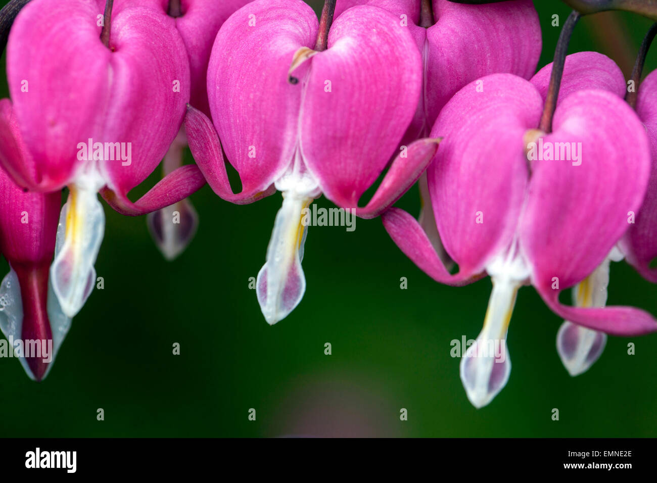 Lamprocapnos spectabilis Close up Bleeding Hearts Dicentra spectabilis Stock Photo