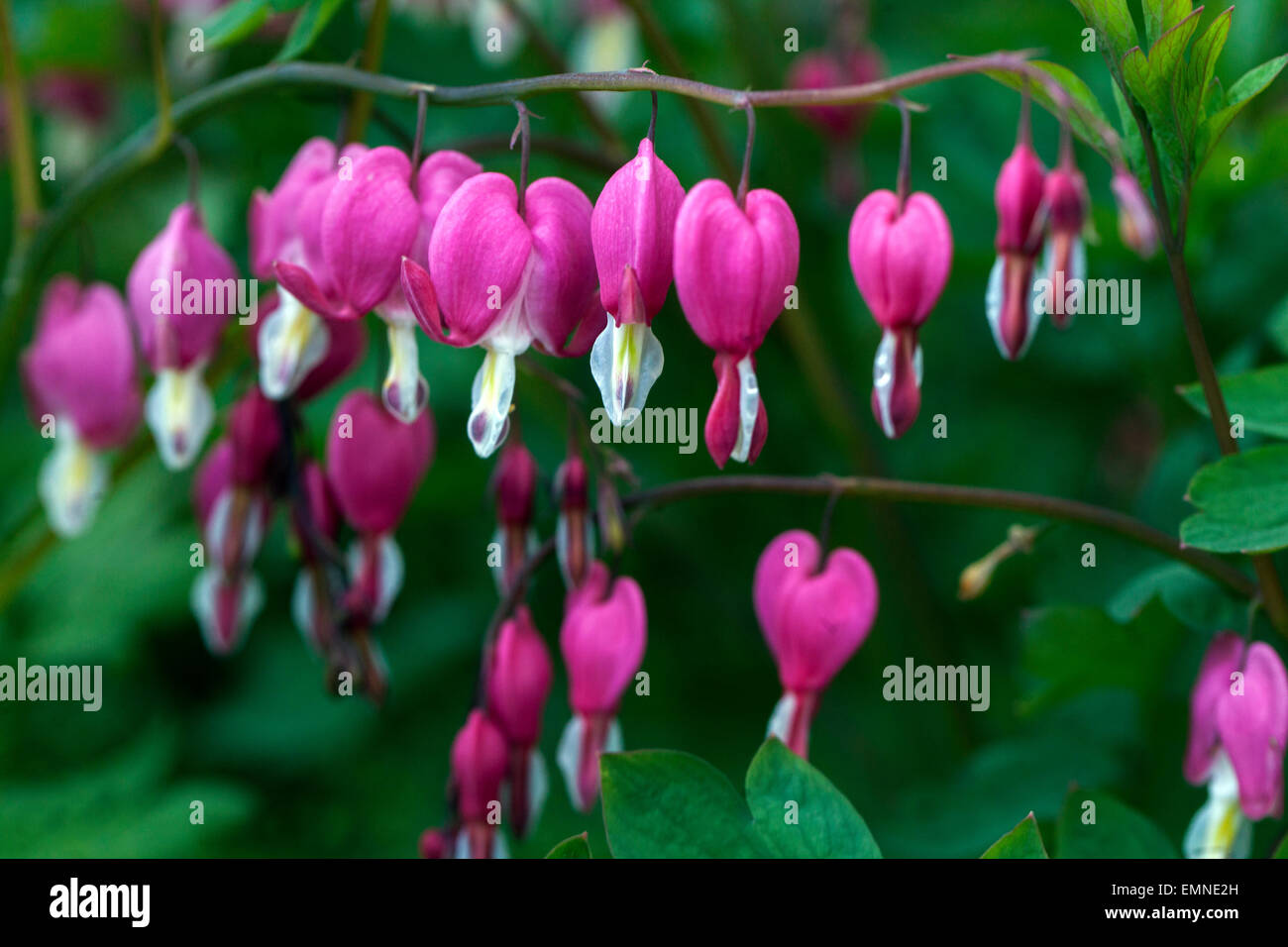Dicentra spectabilis Lamprocapnos spectabilis Bleeding Heart Stock