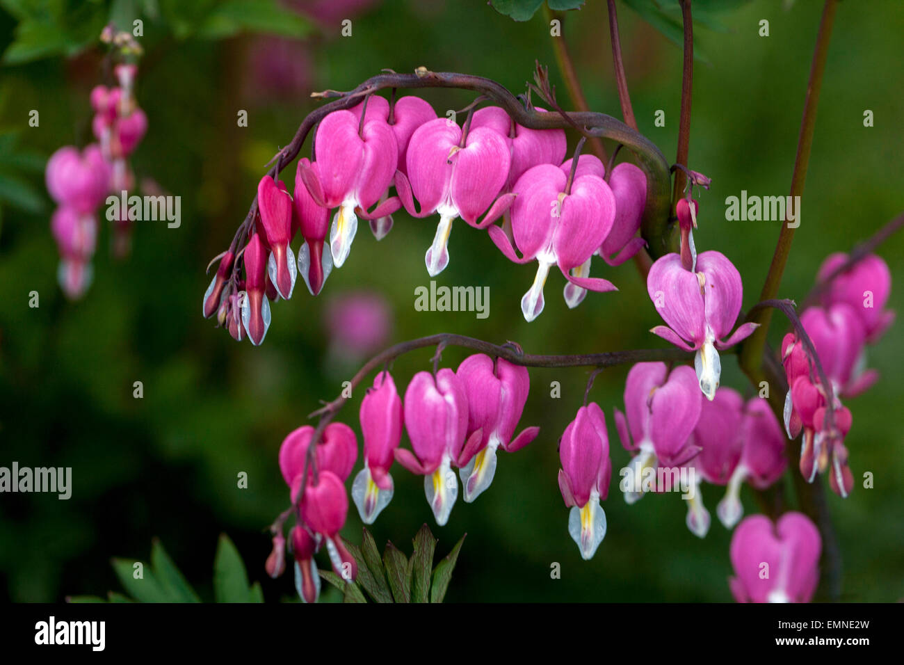 Lamprocapnos spectabilis pink flowers Bleeding Hearts Dicentra spectabilis arching blooming Stock Photo
