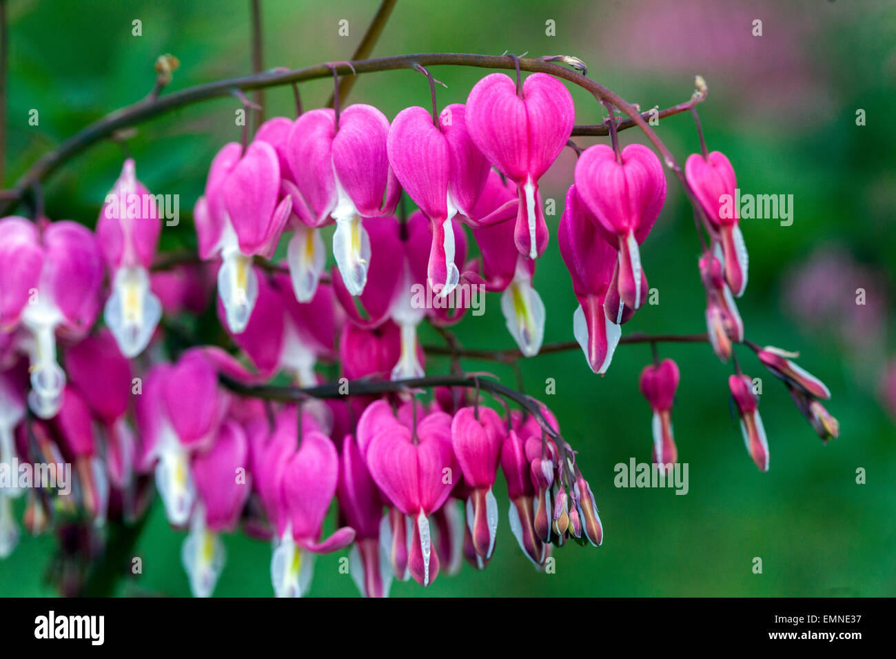 Dicentra spectabilis Lamprocapnos spectabilis Bleeding Hearts flower plant Stock Photo
