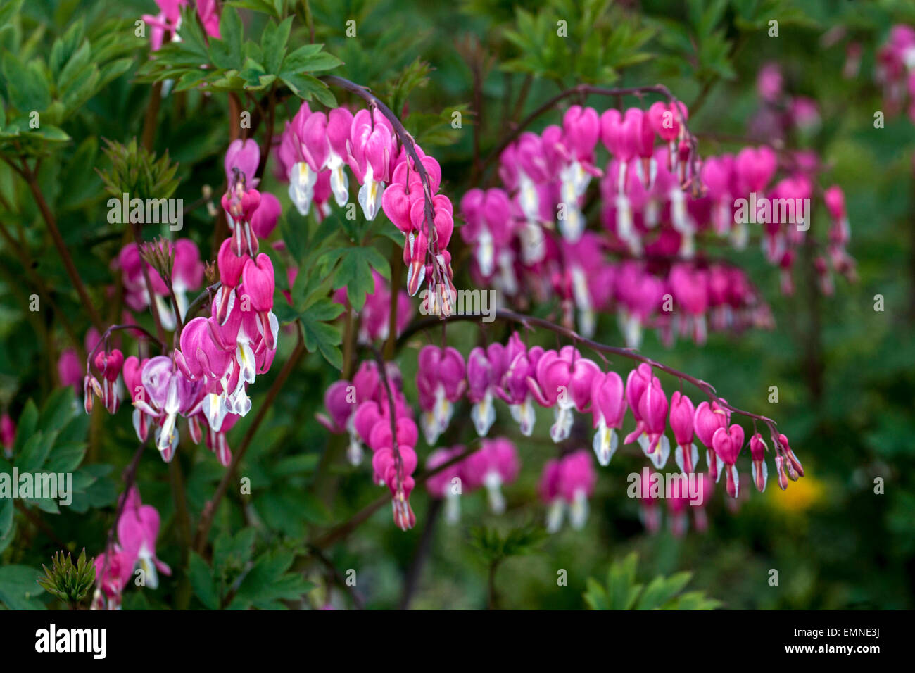Dicentra spectabilis Lamprocapnos spectabilis Bleeding Heart Stock Photo Alamy