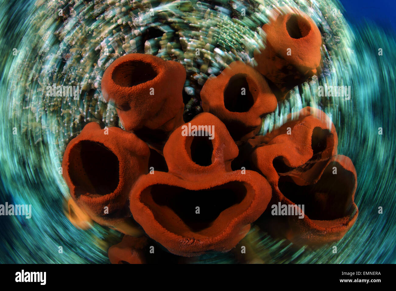 Tube Sponges in Coral Reef, Porifera, Walea, Sulawesi, Indonesia Stock