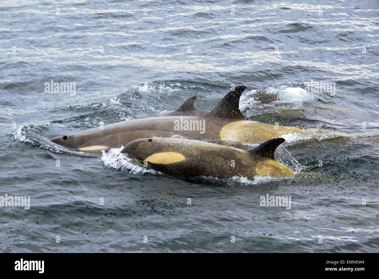 Three Killer Whales Antarctic waters Antarctica Stock Photo