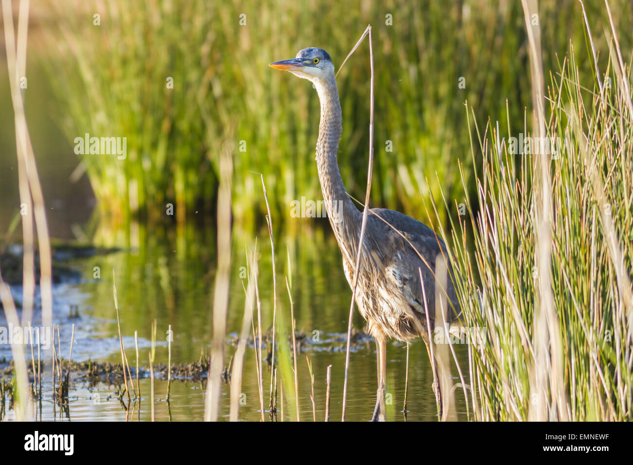 A rare migrant Great Blue Heron, the second record for the UK, turns up on Lower Moors, Isles of Scilly Stock Photo