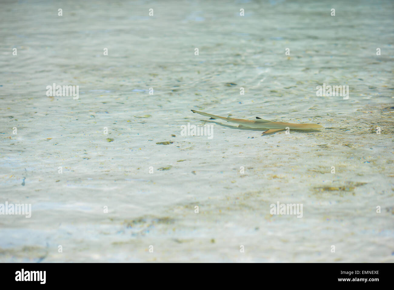 Baby shark in shallow water at Maldives Stock Photo Alamy