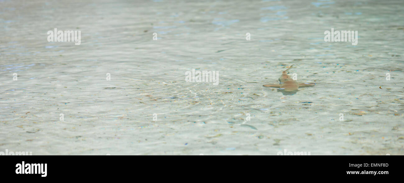Baby shark in shallow water at Maldives Stock Photo Alamy