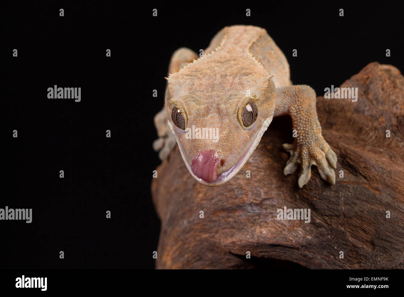Crested Gecko Stock Photo
