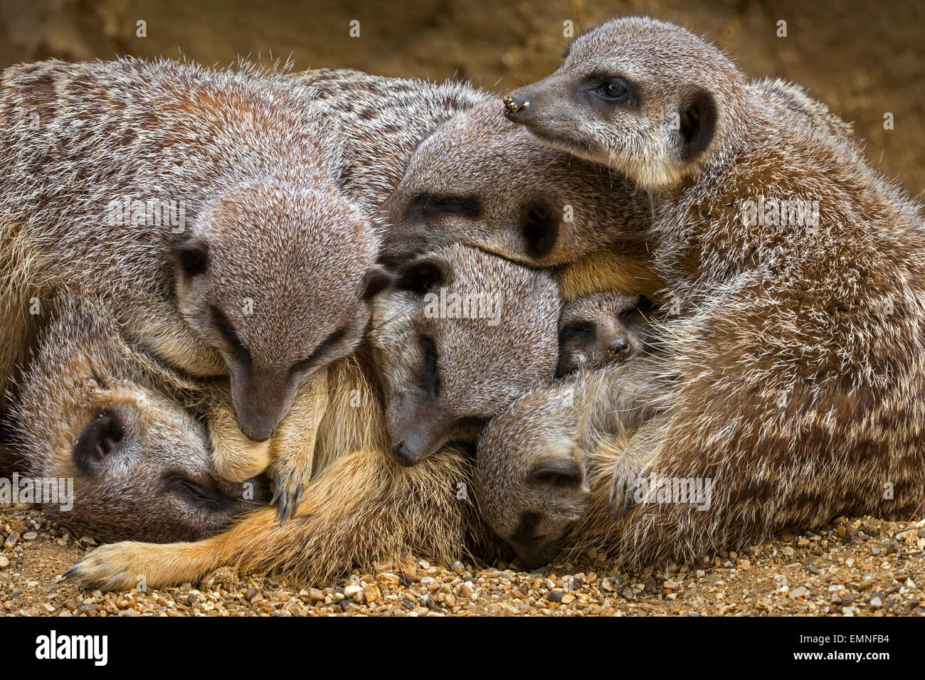 heap of Meerkats Stock Photo