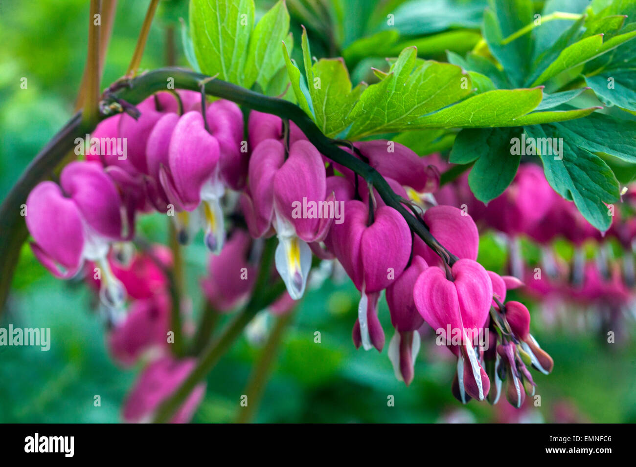 Dicentra spectabilis Lamprocapnos spectabilis Bleeding Heart Stock