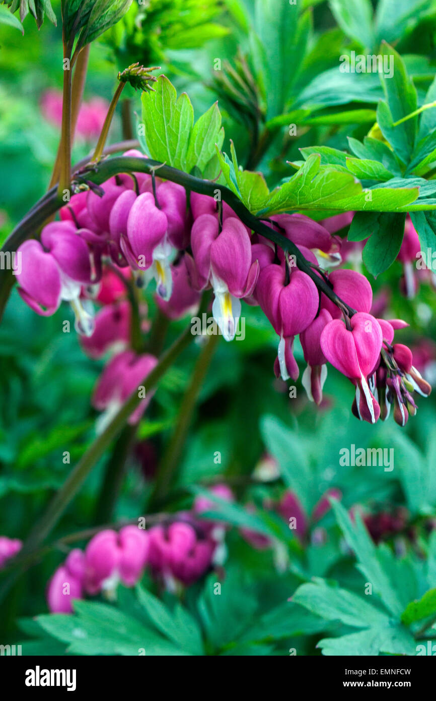 Dicentra spectabilis Lamprocapnos spectabilis Bleeding Heart Stock