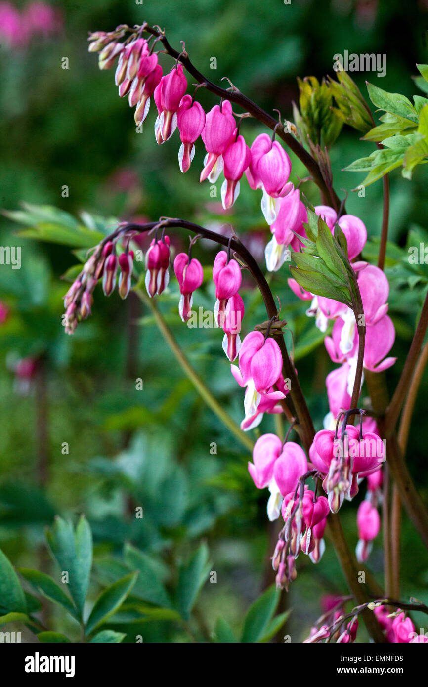 Dicentra spectabilis Lamprocapnos spectabilis Bleeding Hearts Stock Photo