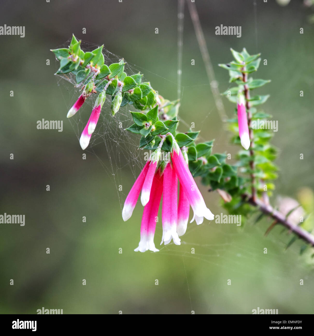 Flowers of the Fuchsia Heath (Epacris longiflora) in Manly, Sydney, Australia. Stock Photo