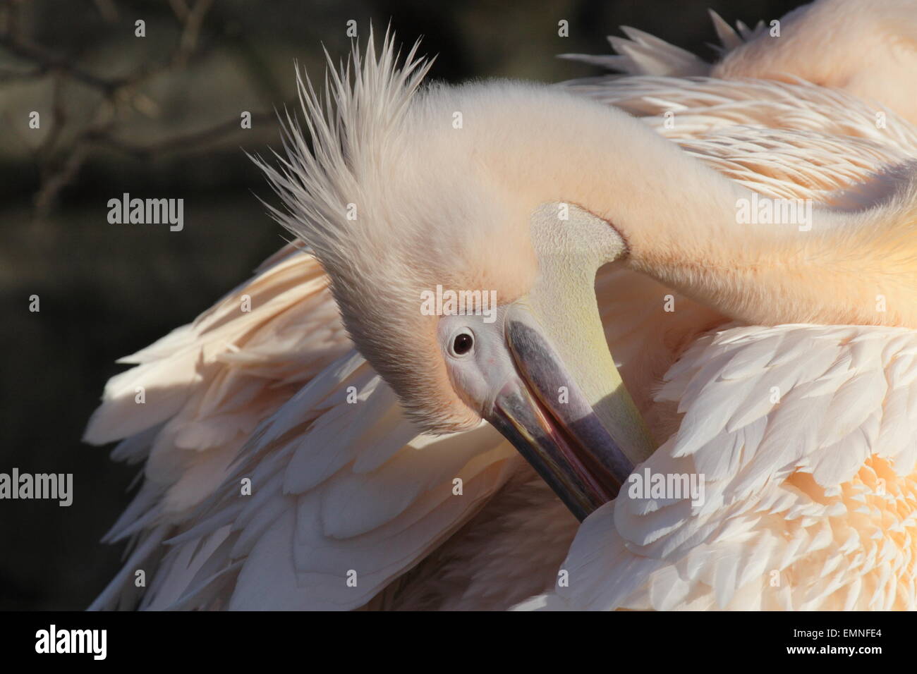 Close up of a Pelican (Pelecanus onocrotalus) Stock Photo