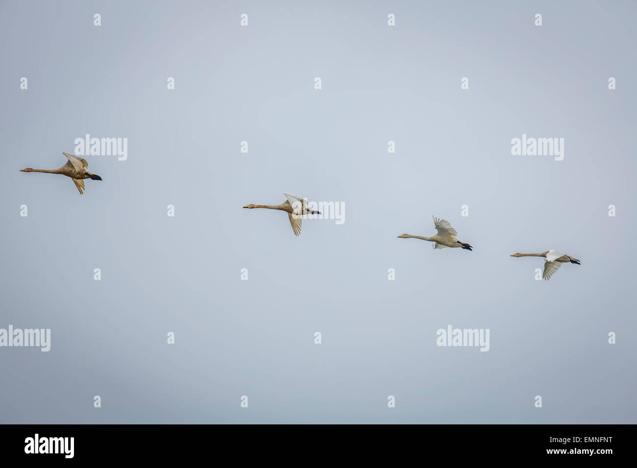 Swans flying, Cygnus buccinator, Iceland Stock Photo