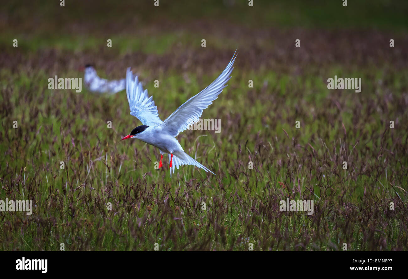 Arctic Tern (Sterna paradisaea), Iceland Stock Photo