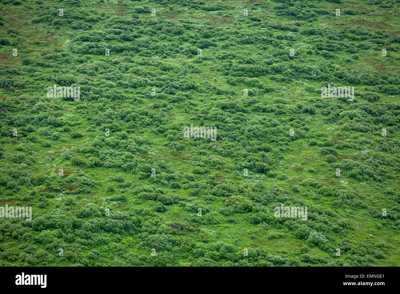 Spruce Forest, Thingvellir National Park, Iceland Stock Photo