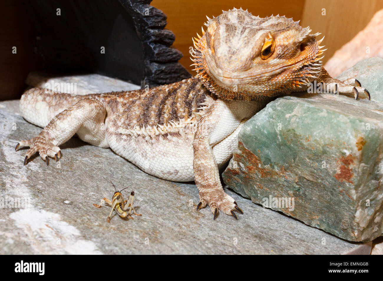 As Day approaches, bearded dragons across the country gear