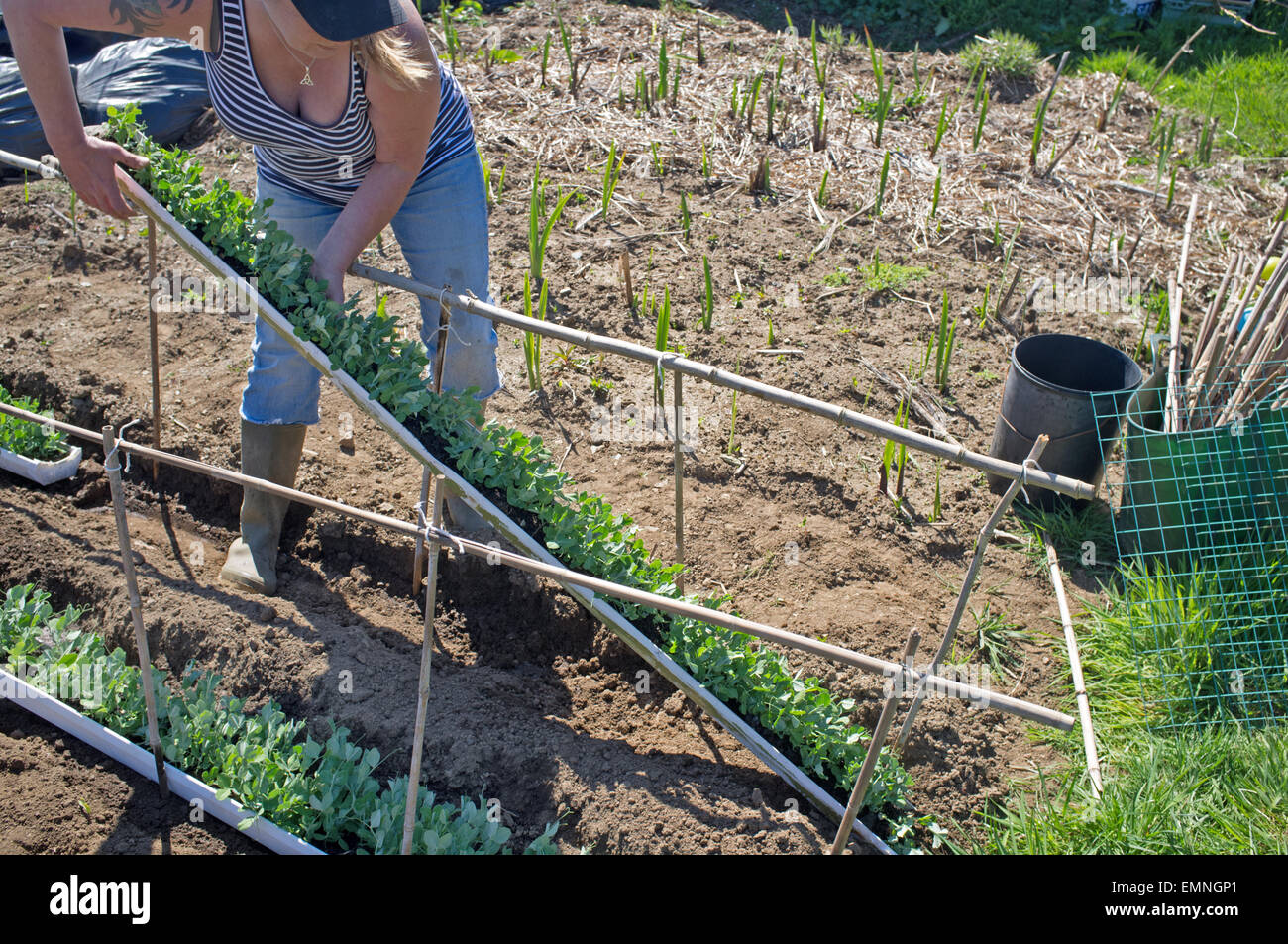 A woman slides germinated peas from guttering on her allotment. Stock Photo