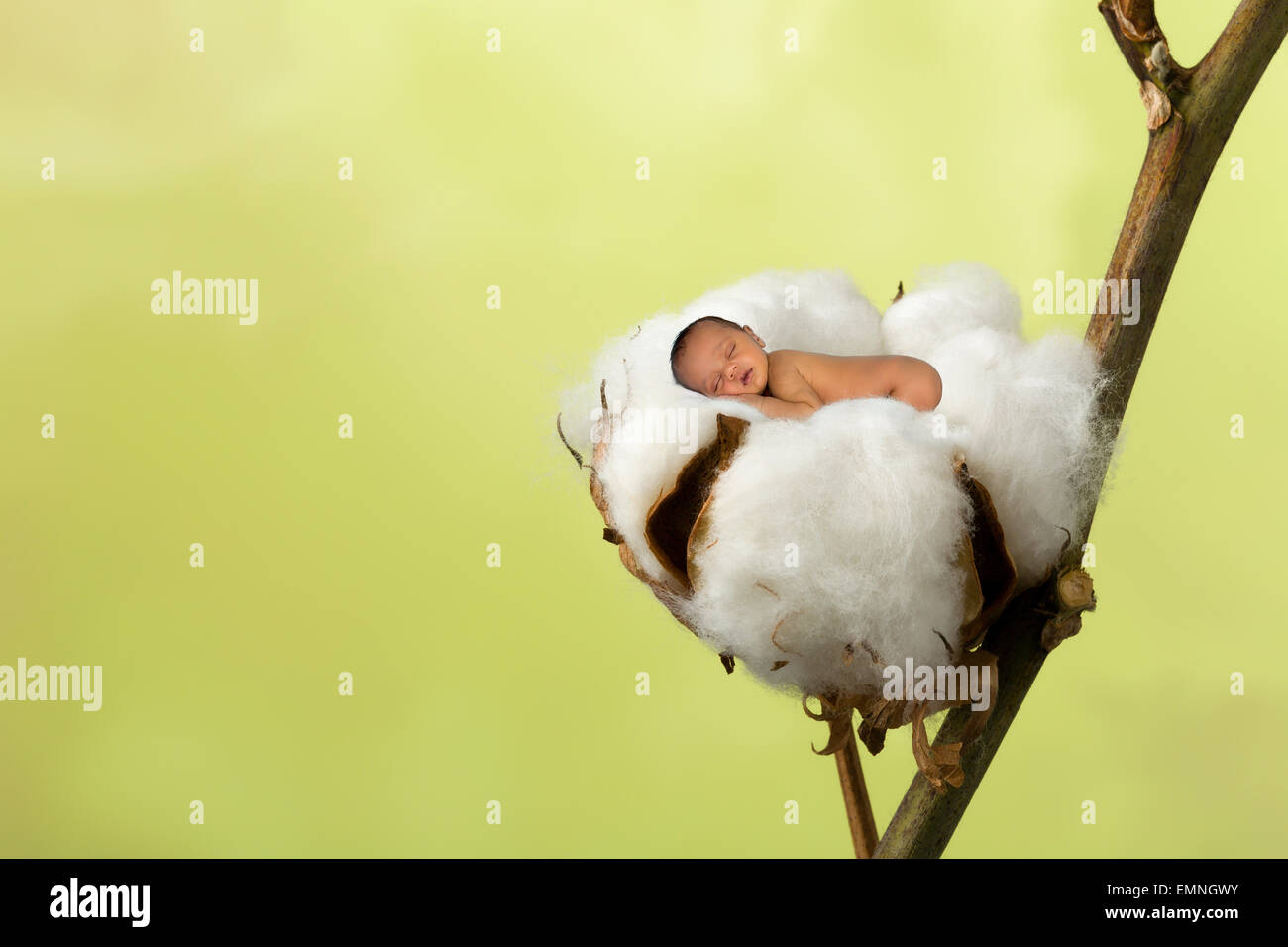 Little sleeping newborn baby photoshopped into a soft cotton ball Stock Photo