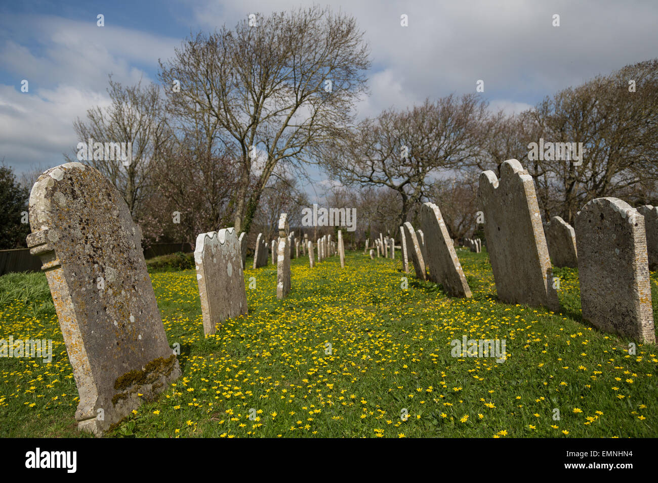 Yellow wood anemone flowers surround old gravestones in a churchyard in Godshill, the Isle of Wight Stock Photo
