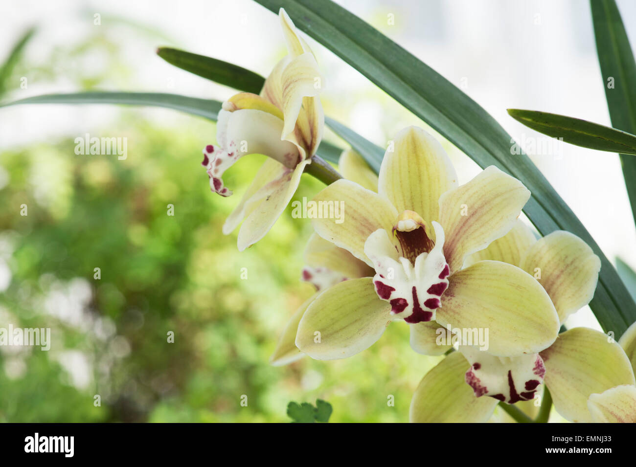 Cymbidium Kings Loch gx Cooksbridge. Boat Orchid Stock Photo