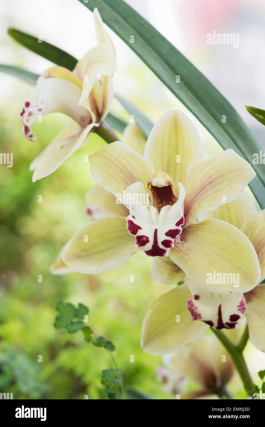 Cymbidium Kings Loch gx Cooksbridge. Boat Orchid Stock Photo