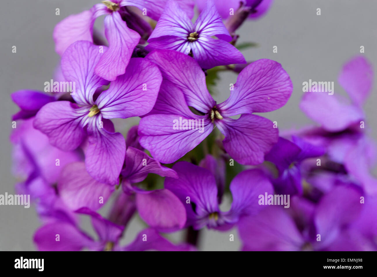 Lunaria annua close-up Stock Photo