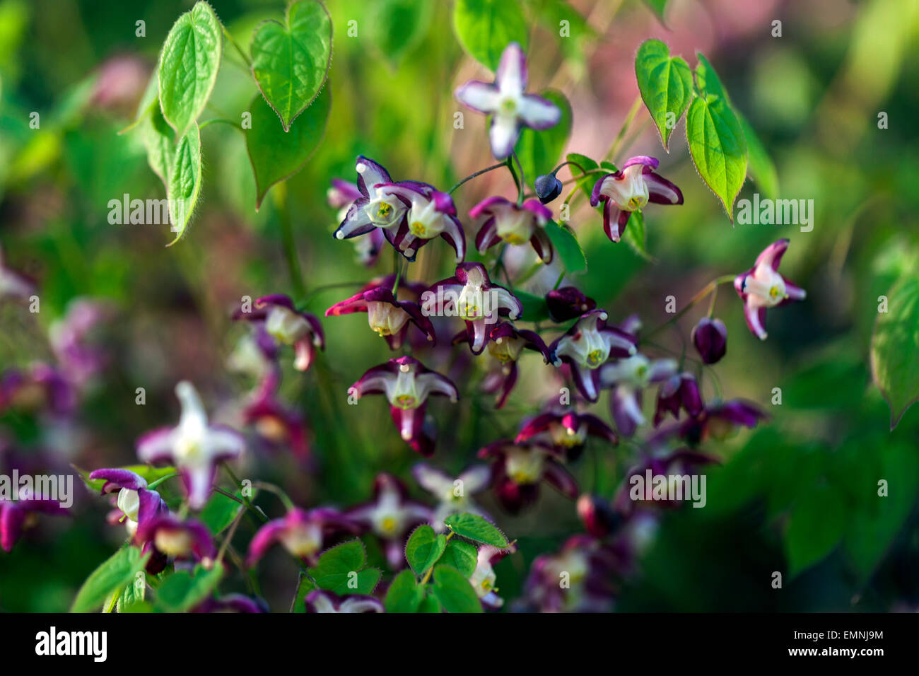 Epimedium rubrum, in bloom and fresh leaves Stock Photo