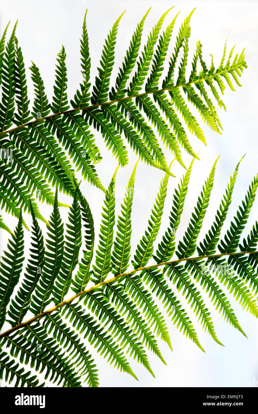 Tree fern frond pattern Stock Photo