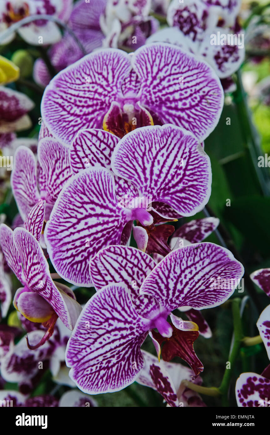 Beautiful Blue/ Lavender Vanda Orchid Stock Photo