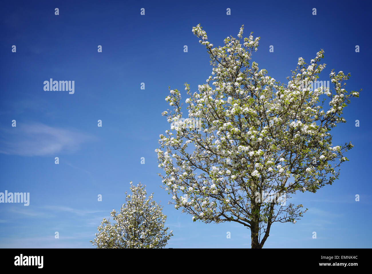 White cherry blossoms bloom hi-res stock photography and images - Alamy