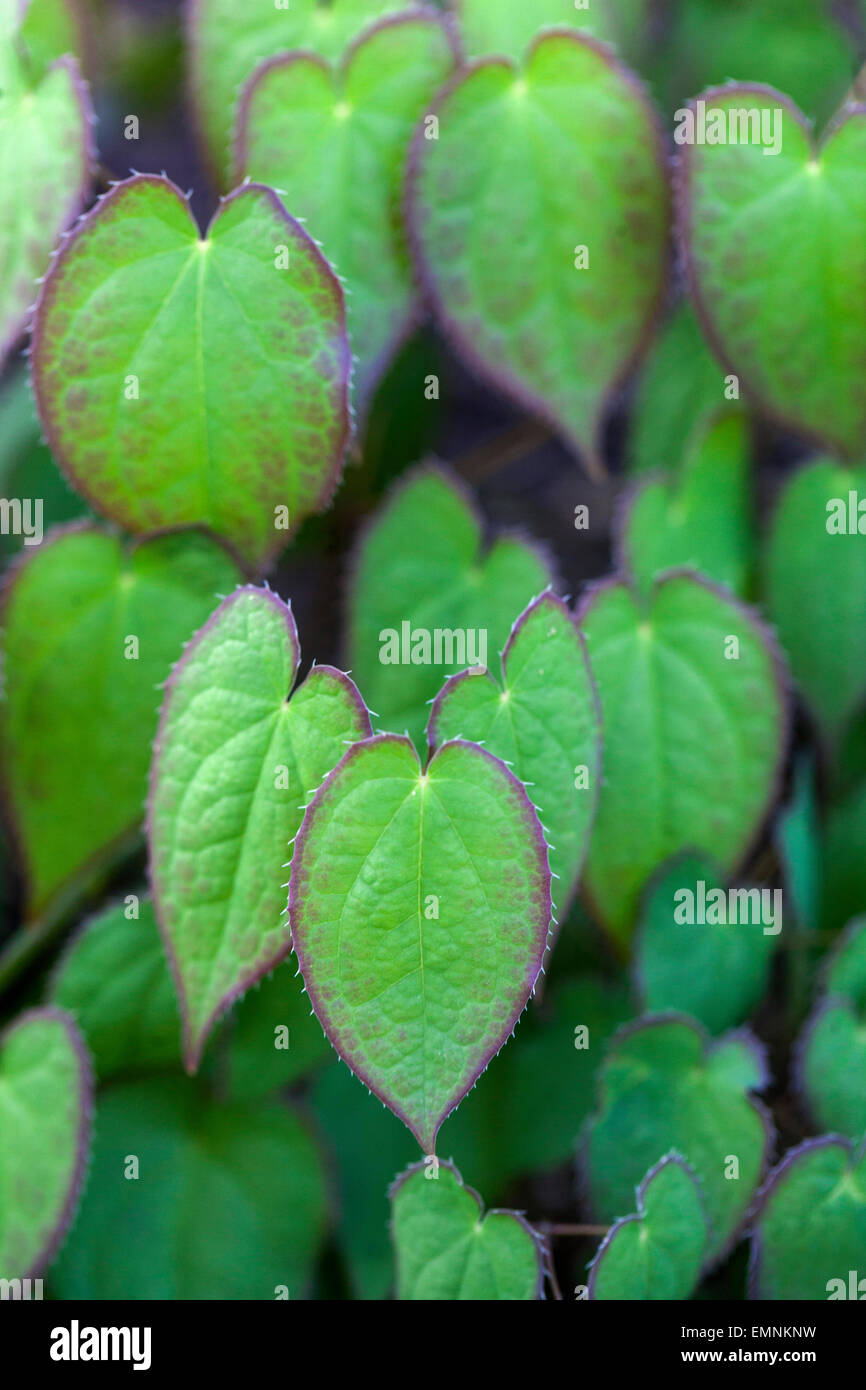 Epimedium rubrum, barrenwort leaves Stock Photo