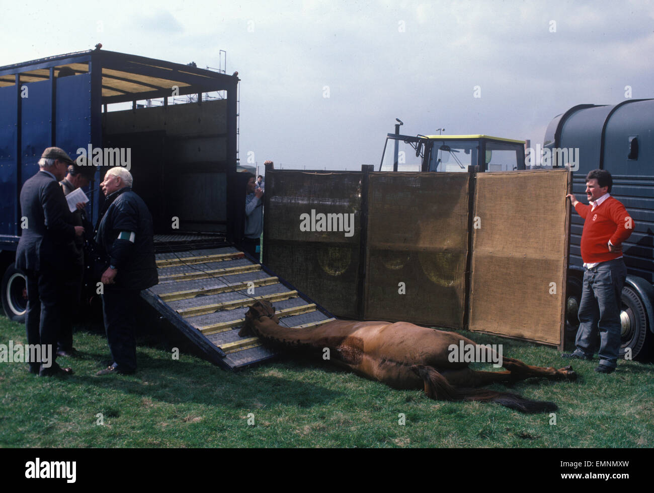 Dead race horse at the Grand National course, Aintree, Lancashire UK