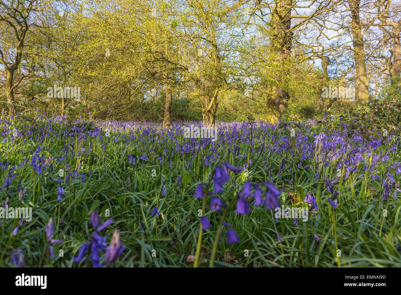 English Country Landscape - Spring Bluebells in Edwinshall Wood Stock ...