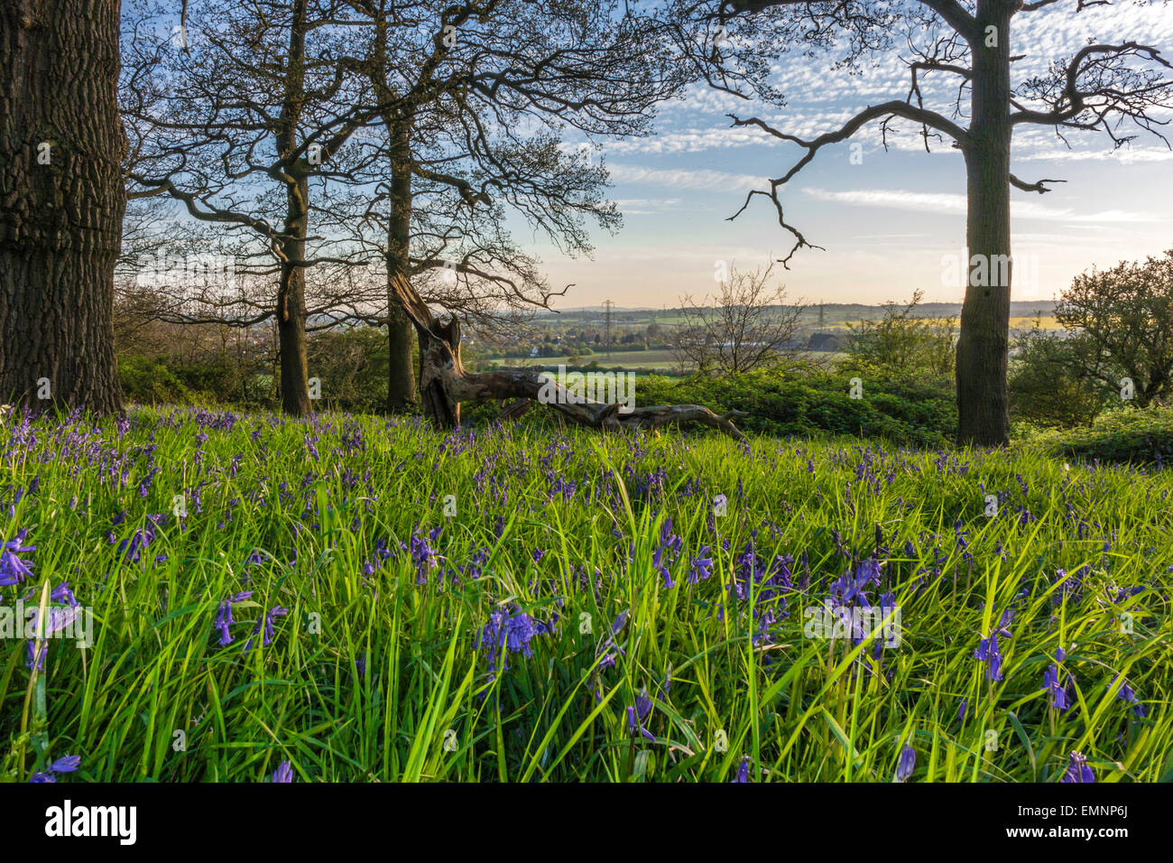 English Country Landscape - Spring Bluebells in Edwinshall Wood Stock ...