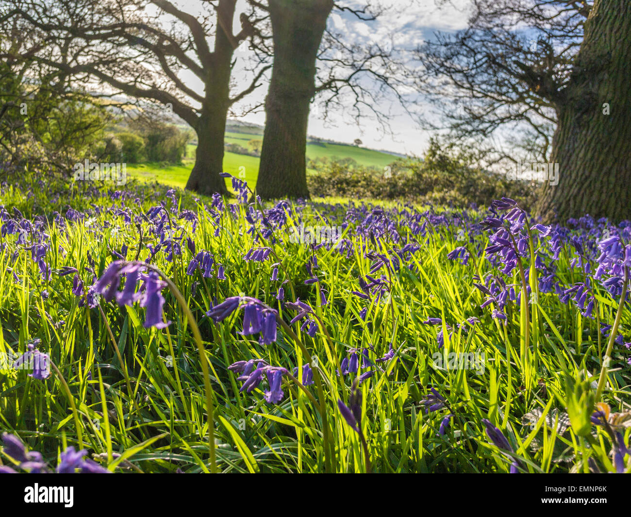 English Country Landscape - Spring Bluebells in Edwinshall Wood Stock ...