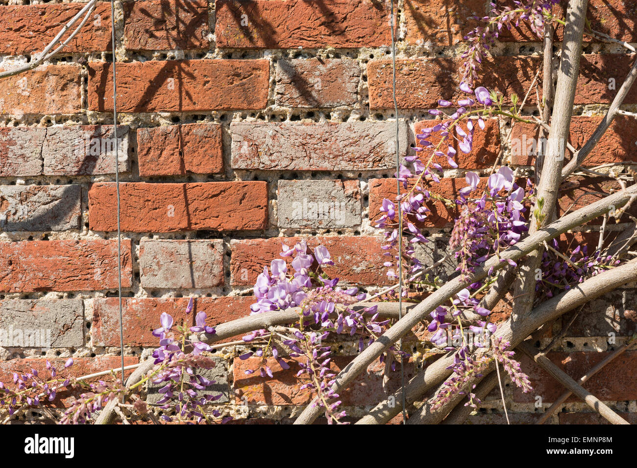Old Victorian walled garden exposed red brickwork with masses of old holes banged into mortar for vine tie back to wisteria Stock Photo