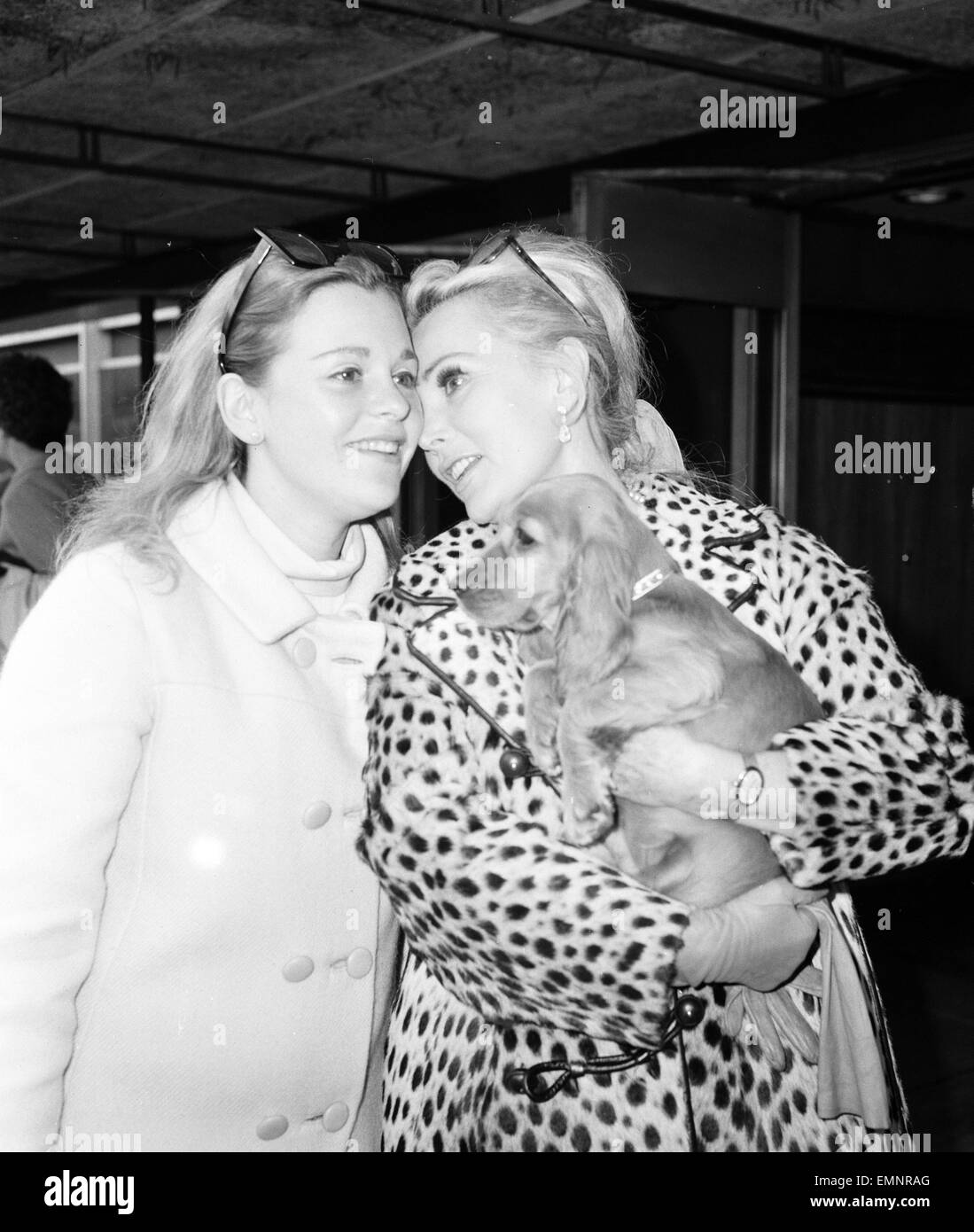 Actress Zsa Zsa Gabor arrives at London Heathrow Airport from New York Friday 20th September 1968. She was met by her daughter Constance Hilton a.k.a. Francesca Hilton & with a golden spaniel puppy named 'Paul McCartney'. Stock Photo