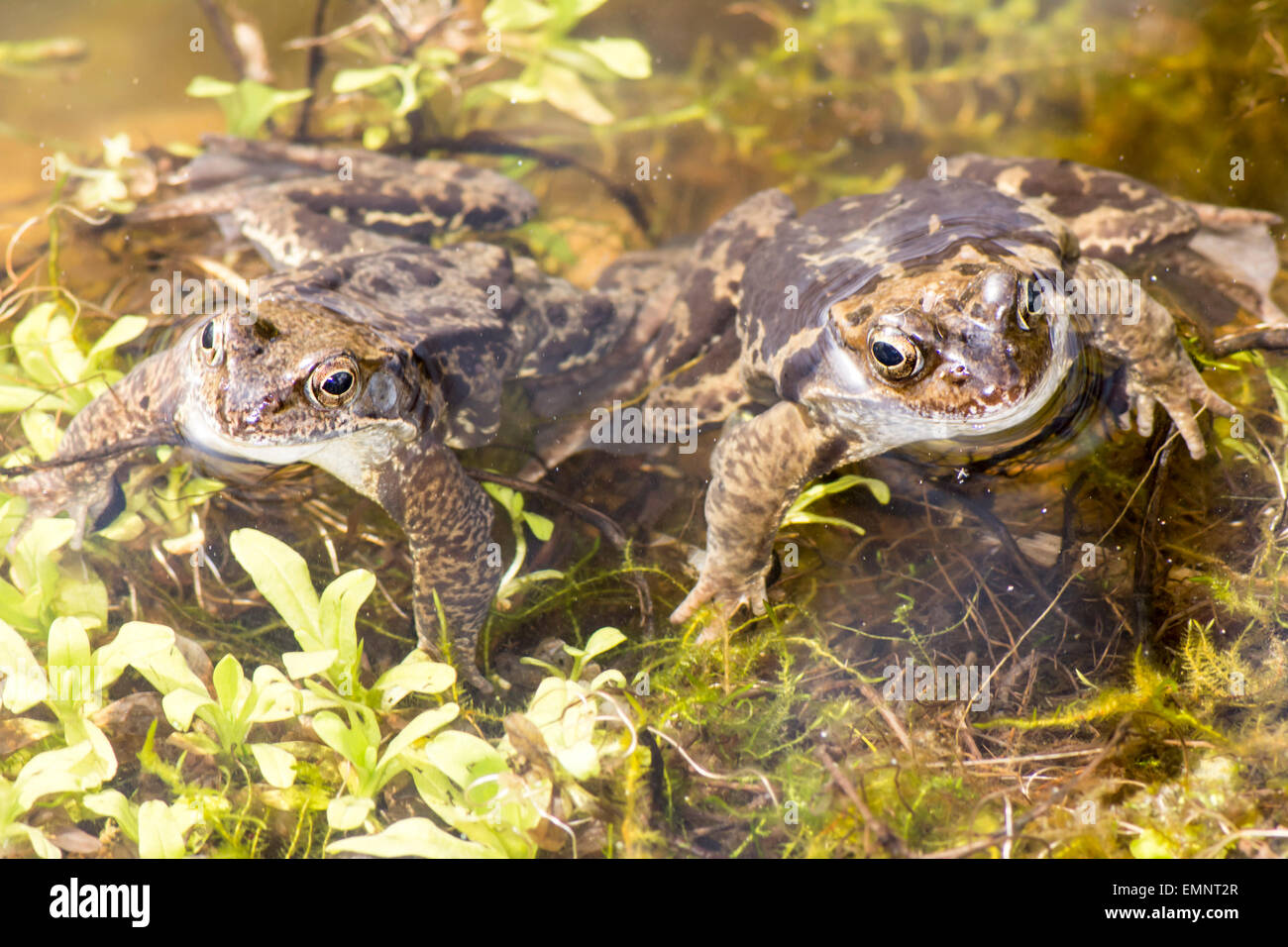 A couple of toads in the water Stock Photo Alamy