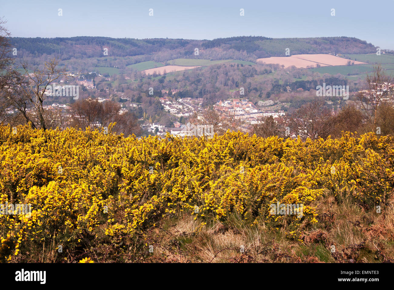 Sidmouth. Gorse bushes in flower on top of the cliffs at Salcombe Hill, Sidmouth, Devon. Sidmouth is in the background Stock Photo