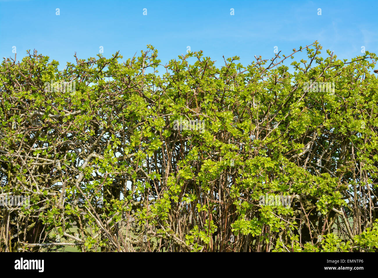 Native Hawthorn Hedge with fresh green spring leaves against blue sky Stock Photo