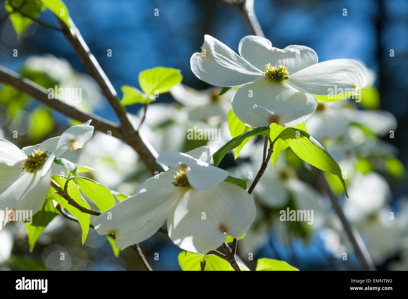 White Dogwood blossoms grace the South with springtime beauty in Atlanta, Georgia, USA. Stock Photo