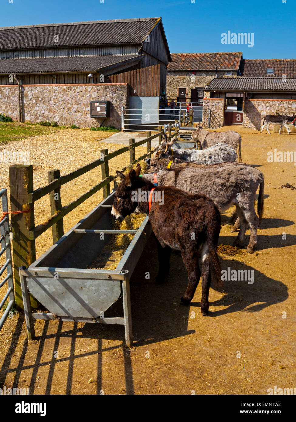 Donkeys feeding at The Donkey Sanctuary in Sidmouth Devon England UK a